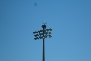 The feathered fan is high on Spring Training baseball. 